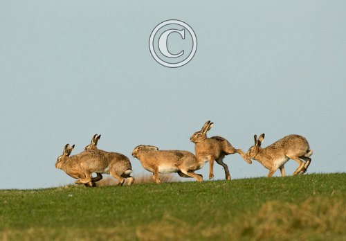    Brown Hares DM2021